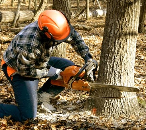 Tree Removal in Caribou, ME